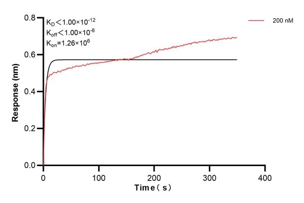 Affinity and Kinetic Characterization of 67616-1-Ig