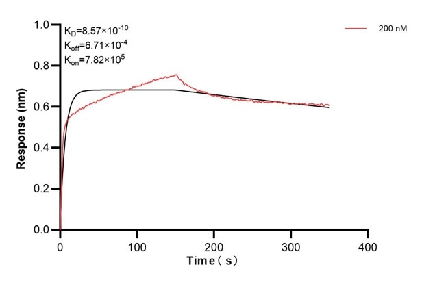 Affinity and Kinetic Characterization of 67616-2-PBS