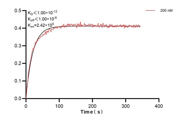 Affinity and Kinetic Characterization of 67647-1-Ig