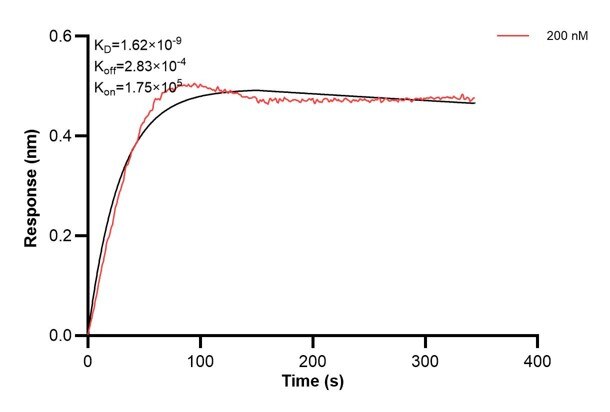 Affinity and Kinetic Characterization of 67690-1-Ig