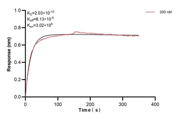 Biolayer interferometry (BLl) kinetic assay of 67765-2-Ig against Human SAR1B was performed. The affinity constant is 0.203 nM. Affinity and Kinetic Characterization of 67765-2-PBS