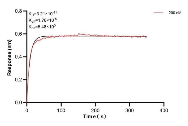 Biolayer interferometry (BLl) kinetic assay of 67765-3-Ig against Human SAR1B was performed. The affinity constant is 32.1 pM. Affinity and Kinetic Characterization of 67765-3-PBS