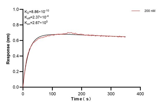 Biolayer interferometry (BLl) kinetic assay of 67765-4-Ig against Human SAR1B was performed. The affinity constant is 0.886 nM. Affinity and Kinetic Characterization of 67765-4-PBS