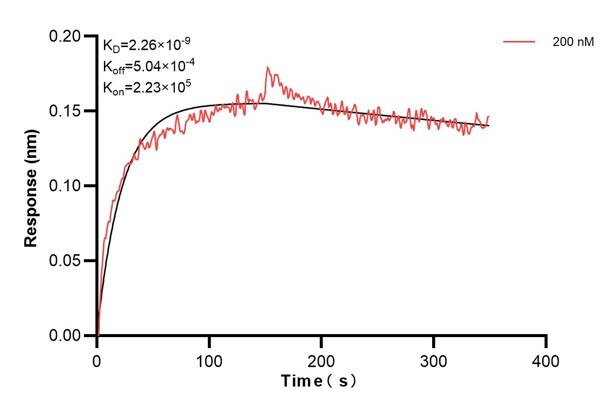 Biolayer interferometry (BLl) kinetic assay of 67765-5-Ig against Human SAR1B was performed. The affinity constant is 2.26 nM. Affinity and Kinetic Characterization of 67765-5-PBS