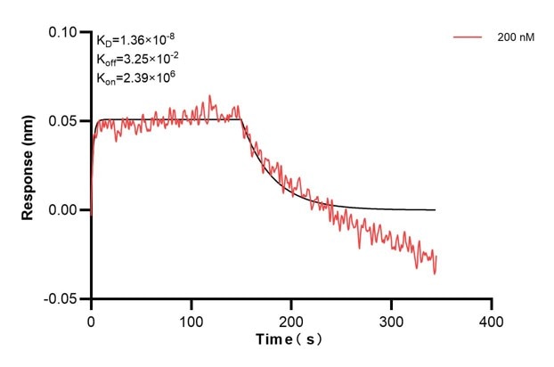 Biolayer interferometry (BLl) kinetic assays of 67787-2-Ig against Human TK1 were performed. The affinity constant is 0.921 nM. Affinity and Kinetic Characterization of 67787-2-PBS