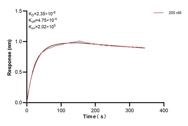 Biolayer interferometry (BLl) kinetic assays of 67818-2-Ig against Human HGS were performed. The affinity constant is 2.35 nM. Affinity and Kinetic Characterization of 67818-2-PBS
