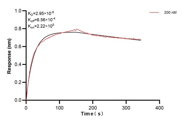 Biolayer interferometry (BLl) kinetic assays of 67818-5-Ig against Human HGS were performed. The affinity constant is 2.95 nM. Affinity and Kinetic Characterization of 67818-5-PBS