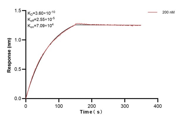 Biolayer interferometry (BLl) kinetic assay of 67851-2-Ig against Human RUVBL2 was performed. The affinity constant is 0.36 nM. Affinity and Kinetic Characterization of 67851-2-PBS