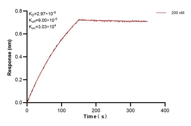 Biolayer interferometry (BLl) kinetic assay of 67851-3-Ig against Human RUVBL2 was performed. The affinity constant is 2.97 nM. Affinity and Kinetic Characterization of 67851-3-PBS