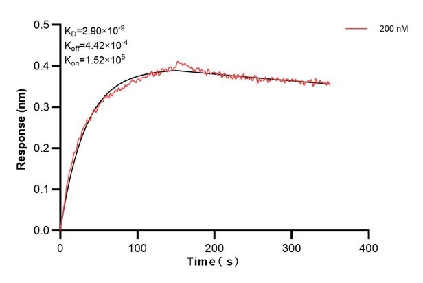 Biolayer interferometry (BLl) kinetic assay of 67851-4-Ig against Human RUVBL2 was performed. The affinity constant is 1.49 nM. Affinity and Kinetic Characterization of 67851-4-PBS