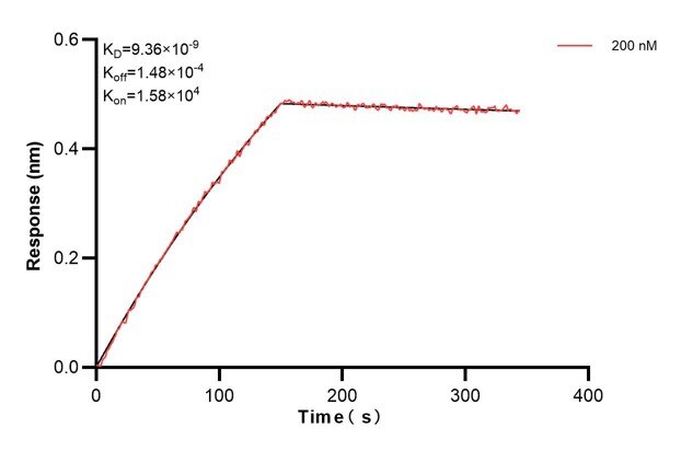 Biolayer interferometry (BLl) kinetic assay of 67851-5-Ig against Human RUVBL2 was performed. The affinity constant is 9.36 nM. Affinity and Kinetic Characterization of 67851-5-PBS