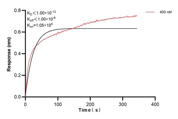 Affinity and Kinetic Characterization of 67913-1-Ig