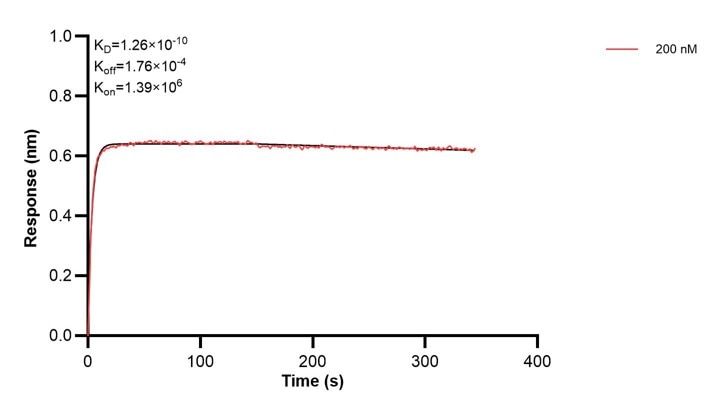 Affinity and Kinetic Characterization of 67926-1-Ig Affinity and Kinetic Characterization of 67926-1-Ig