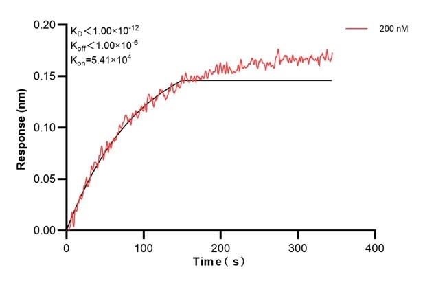 Biolayer interferometry (BLl) kinetic assay of 68096-2-Ig against Human SDCBP was performed. The affinity constant is below 1 pM.. Affinity and Kinetic Characterization of 68096-2-PBS