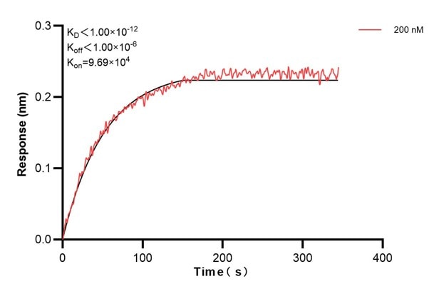 Biolayer interferometry (BLl) kinetic assay of 68096-3-Ig against Human SDCBP was performed. The affinity constant is below 1 pM.. Affinity and Kinetic Characterization of 68096-3-PBS