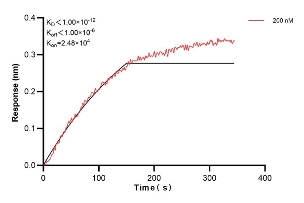 Biolayer interferometry (BLl) kinetic assay of 68096-4-Ig against Human SDCBP was performed. The affinity constant is below 1 pM.. Affinity and Kinetic Characterization of 68096-4-PBS