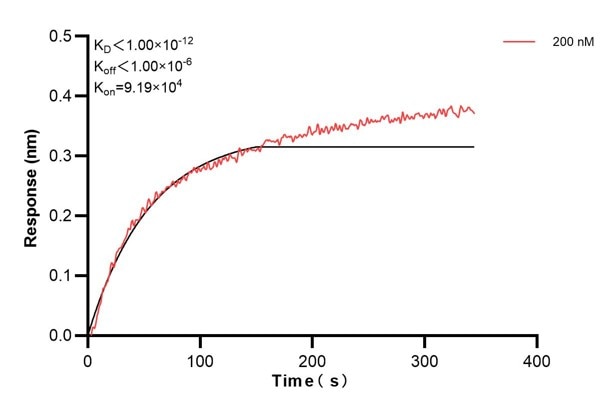 Biolayer interferometry (BLl) kinetic assay of 68106-1-Ig against Human DRP1 was performed. The affinity constant is below 1 pM.. Affinity and Kinetic Characterization of 68106-1-PBS