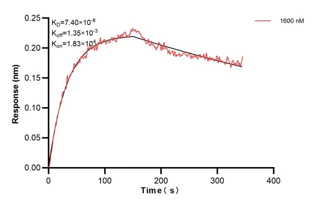 Biolayer interferometry (BLl) kinetic assay of 68106-2-Ig against Human DRP1 was performed. The affinity constant is 74.0 nM.. Affinity and Kinetic Characterization of 68106-2-PBS