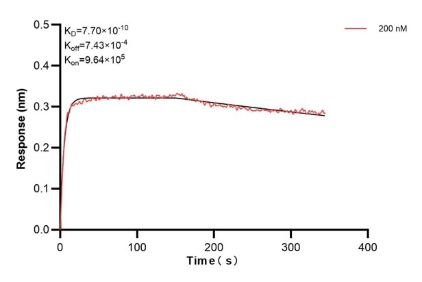 Biolayer interferometry (BLl) kinetic assays of 68118-4-Ig against Human BNIP3L were performed. The affinity constant is 0.77 nM. Affinity and Kinetic Characterization of 68118-4-PBS