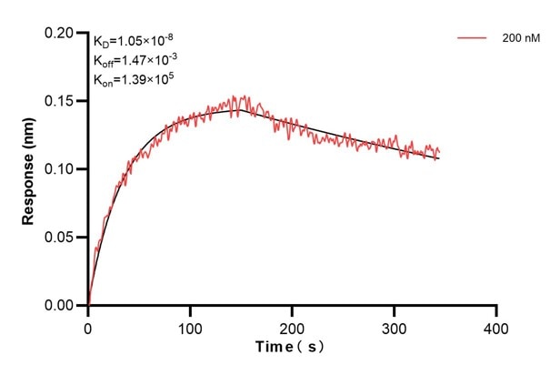 Biolayer interferometry (BLl) kinetic assay of 68154-1-Ig against Human DDAH2 was performed. The affinity constant is 10.5 nM... Affinity and Kinetic Characterization of 68154-1-Ig
