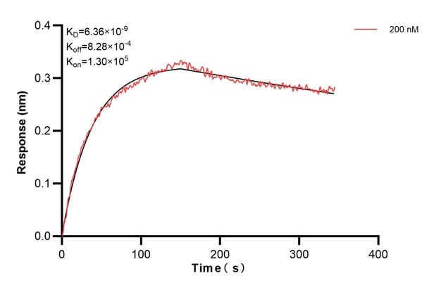Biolayer interferometry (BLl) kinetic assay of 68154-3-Ig against Human DDAH2 was performed. The affinity constant is 6.36 nM... Affinity and Kinetic Characterization of 68154-3-PBS