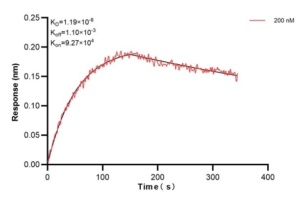 Biolayer interferometry (BLl) kinetic assay of 68154-4-Ig against Human DDAH2 was performed. The affinity constant is 11.9 nM... Affinity and Kinetic Characterization of 68154-4-PBS