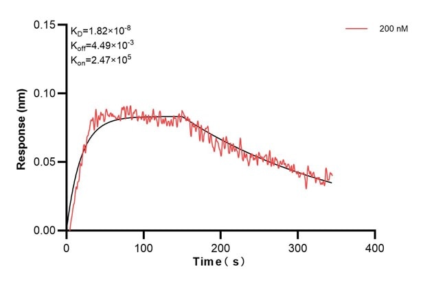 Biolayer interferometry (BLl) kinetic assay of 68173-2-Ig against Human SEPT6 was performed. The affinity constant is 18.2 nM.. Affinity and Kinetic Characterization of 68173-2-PBS
