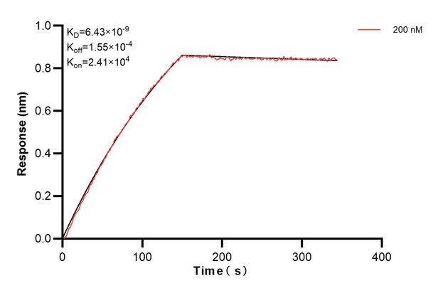 Biolayer interferometry (BLl) kinetic assay of 68173-4-Ig against Human SEPT6 was performed. The affinity constant is 6.43 nM.. Affinity and Kinetic Characterization of 68173-4-PBS