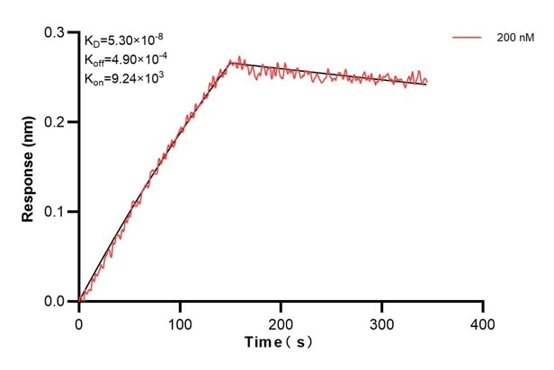 Biolayer interferometry (BLl) kinetic assay of 68173-5-Ig against Human SEPT6 was performed. The affinity constant is 53.0 nM.. Affinity and Kinetic Characterization of 68173-5-PBS