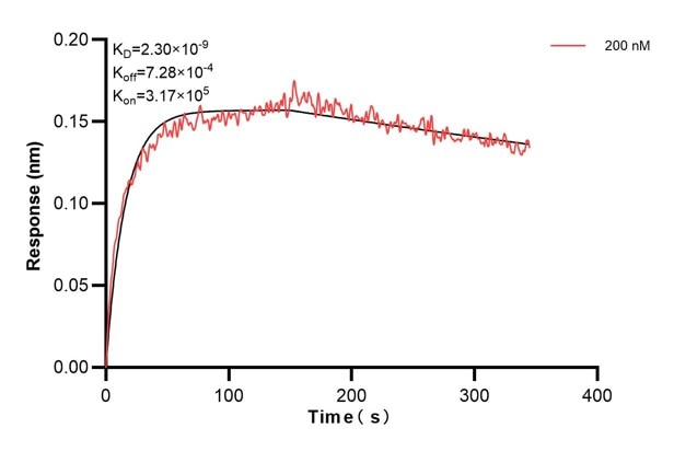 Affinity and Kinetic Characterization of 68174-3-PBS Affinity and Kinetic Characterization of 68174-3-PBS