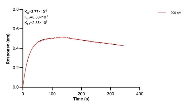 Affinity and Kinetic Characterization of 68179-1-Ig Affinity and Kinetic Characterization of 68179-1-Ig