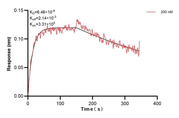 Biolayer interferometry (BLl) kinetic assay of 68194-2-Ig against Human NNT was performed. The affinity constant is 6.46 nM... Affinity and Kinetic Characterization of 68194-2-PBS