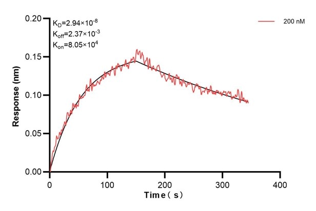 Biolayer interferometry (BLl) kinetic assay of 68194-3-Ig against Human NNT was performed. The affinity constant is 29.4 nM... Affinity and Kinetic Characterization of 68194-3-PBS