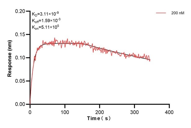 Biolayer interferometry (BLl) kinetic assay of 68194-4-Ig against Human NNT was performed. The affinity constant is 3.11 nM... Affinity and Kinetic Characterization of 68194-4-PBS