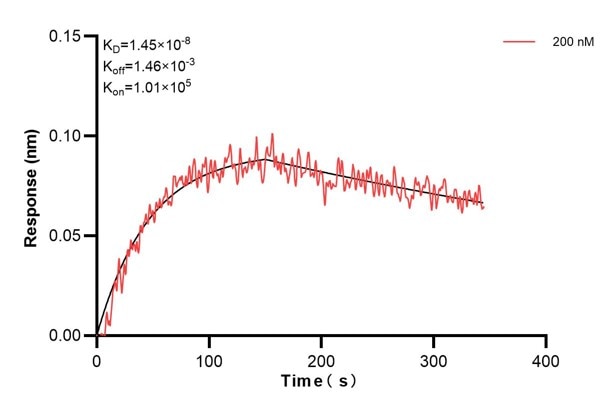 Biolayer interferometry (BLl) kinetic assay of 68199-2-Ig against Human IDH3B was performed. The affinity constant is 14.5 nM.. Affinity and Kinetic Characterization of 68199-2-PBS