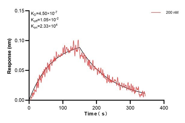 Biolayer interferometry (BLl) kinetic assay of 68199-3-Ig against Human IDH3B was performed. The affinity constant is 450 nM.. Affinity and Kinetic Characterization of 68199-3-PBS