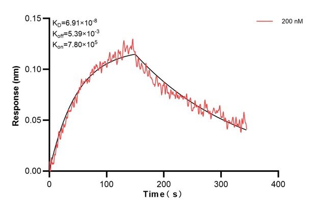Biolayer interferometry (BLl) kinetic assay of 68199-4-Ig against Human IDH3B was performed. The affinity constant is 69.1 nM.. Affinity and Kinetic Characterization of 68199-4-PBS