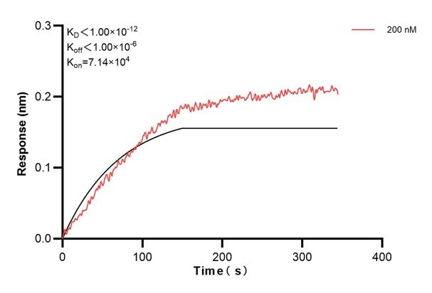 Biolayer interferometry (BLl) kinetic assay of 68204-2-Ig against Human ARF4 was performed. The affinity constant is below 1 pM... Affinity and Kinetic Characterization of 68204-2-PBS