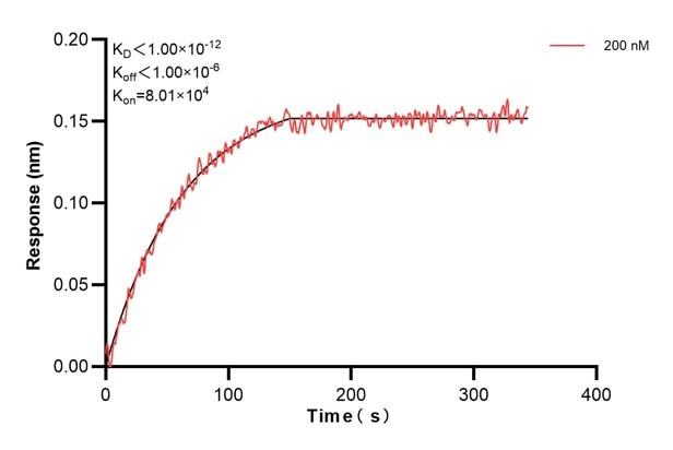 Biolayer interferometry (BLl) kinetic assay of 68204-3-Ig against Human ARF4 was performed. The affinity constant is below 1 pM... Affinity and Kinetic Characterization of 68204-3-PBS