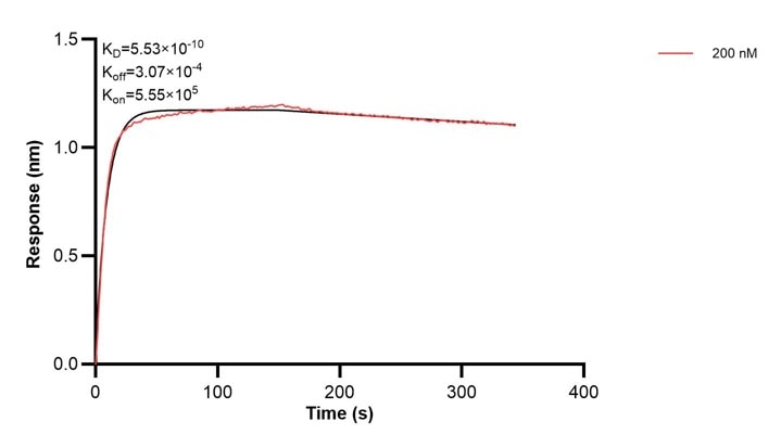 Affinity and Kinetic Characterization of 68262-1-PBS Affinity and Kinetic Characterization of 68262-1-PBS