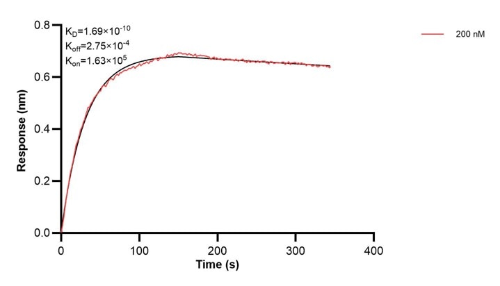 Affinity and Kinetic Characterization of 68299-3-PBS Affinity and Kinetic Characterization of 68299-3-PBS