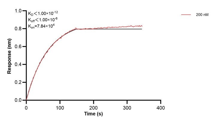 Affinity and Kinetic Characterization of 68299-5-PBS Affinity and Kinetic Characterization of 68299-5-PBS