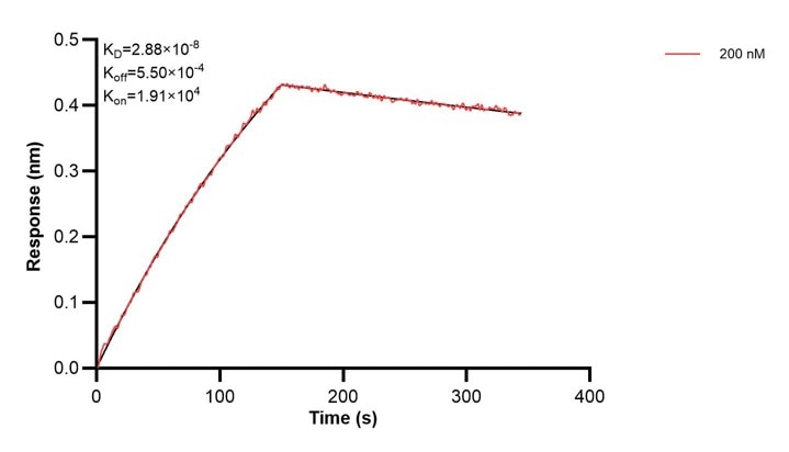 Affinity and Kinetic Characterization of 68309-2-PBS Affinity and Kinetic Characterization of 68309-2-PBS