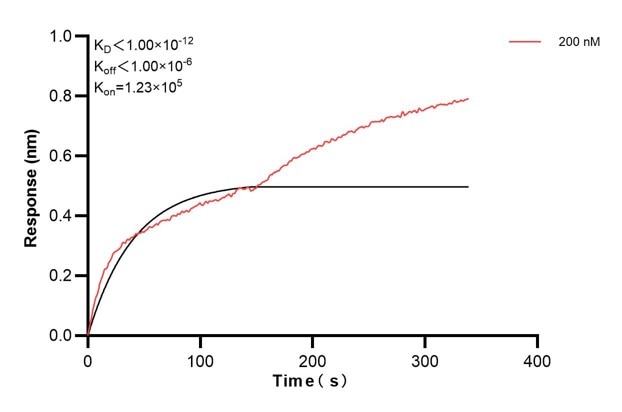 Affinity and Kinetic Characterization of 68362-2-PBS Affinity and Kinetic Characterization of 68362-2-PBS