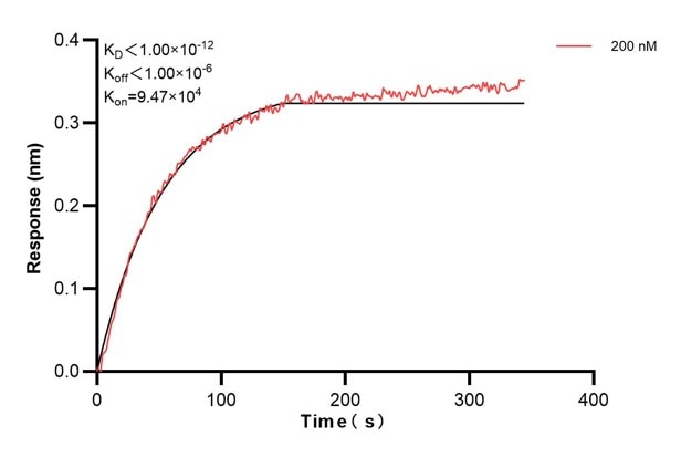 Biolayer interferometry (BLl) kinetic assay of 68364-2-Ig against Human DSP was performed. The affinity constant is below 1 pM... Affinity and Kinetic Characterization of 68364-2-PBS