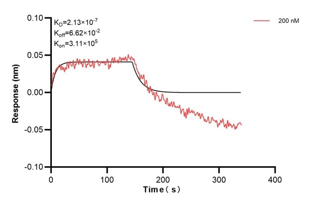Affinity and Kinetic Characterization of 68401-4-PBS Affinity and Kinetic Characterization of 68401-4-PBS