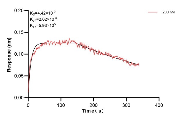 Affinity and Kinetic Characterization of 68410-2-PBS Affinity and Kinetic Characterization of 68410-2-PBS