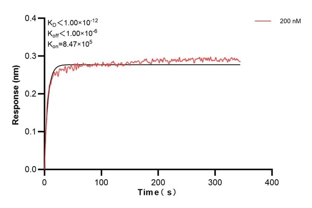 Biolayer interferometry (BLl) kinetic assay of 68448-2-Ig against Human Aquaporin 4 was performed. The affinity constant is below 1 pM.. Affinity and Kinetic Characterization of 68448-2-PBS