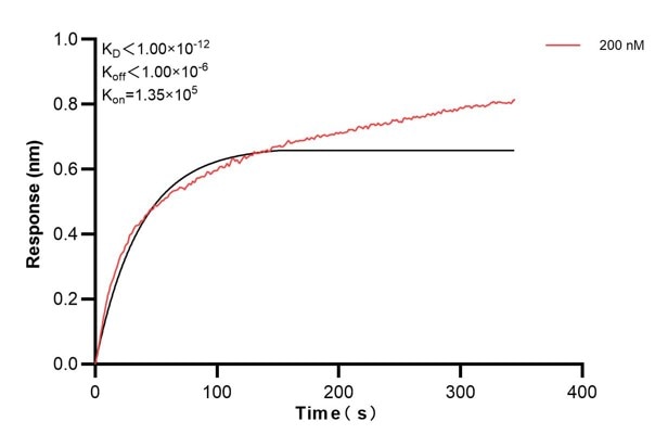 Biolayer interferometry (BLl) kinetic assays of 68450-4-Ig against Human OTUD6B were performed. The affinity constant is below 1 pM. Affinity and Kinetic Characterization of 68450-4-PBS