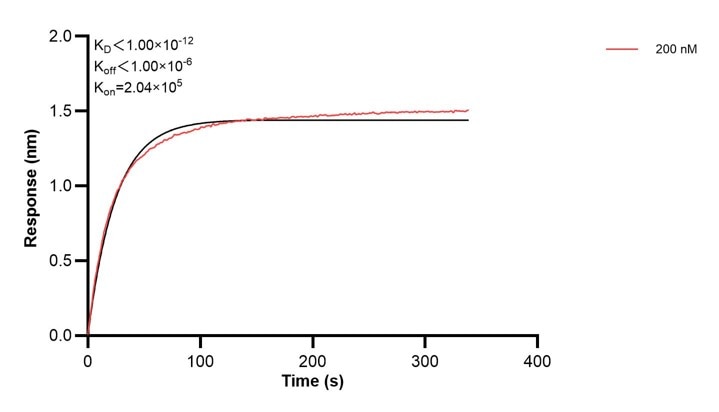Affinity and Kinetic Characterization of 68451-2-PBS Affinity and Kinetic Characterization of 68451-2-PBS